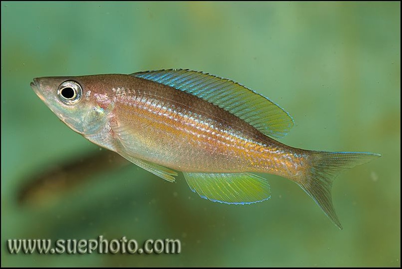 Cyprichromis zonatus 'Chituta Bay'